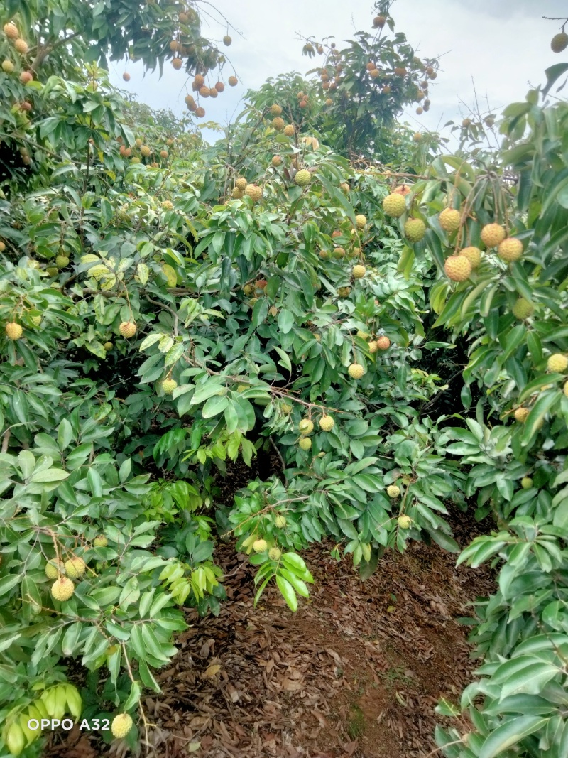 广西荔枝大量有货基地直供可视频看货欢迎咨询