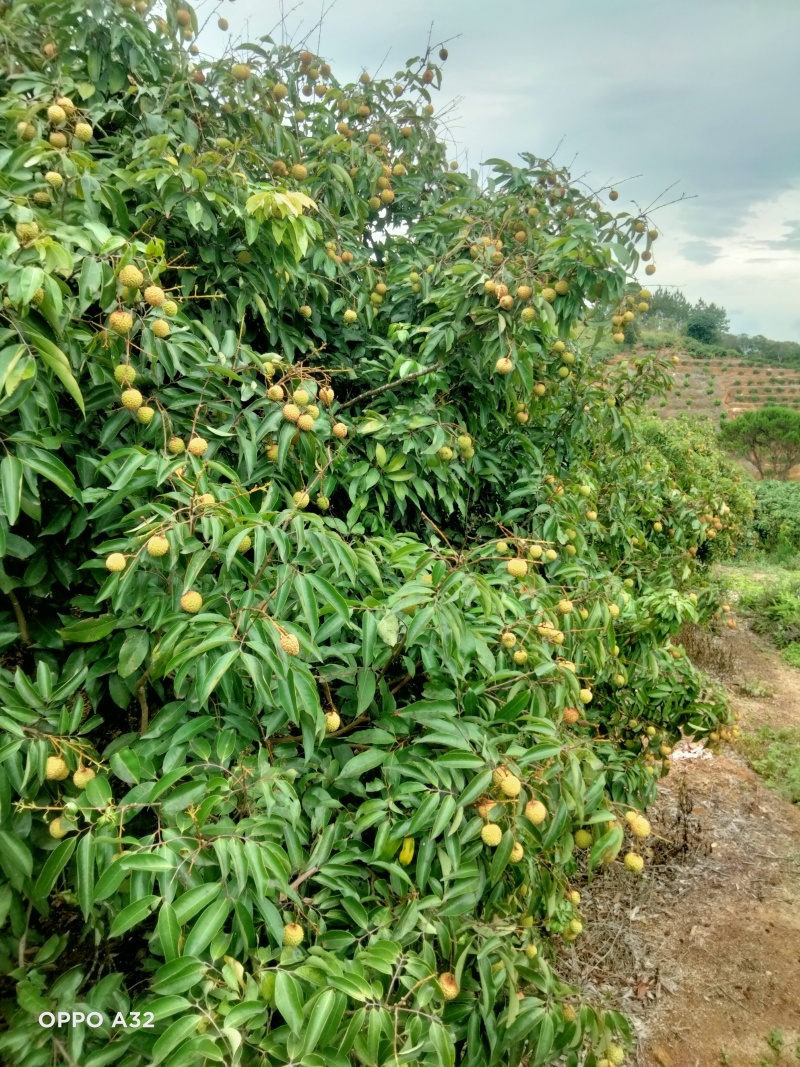 广西荔枝大量有货基地直供可视频看货欢迎咨询
