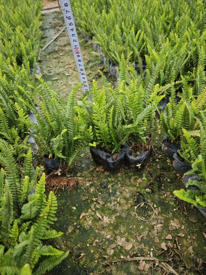 肾蕨高度20到25厘米福建漳州苗木基地