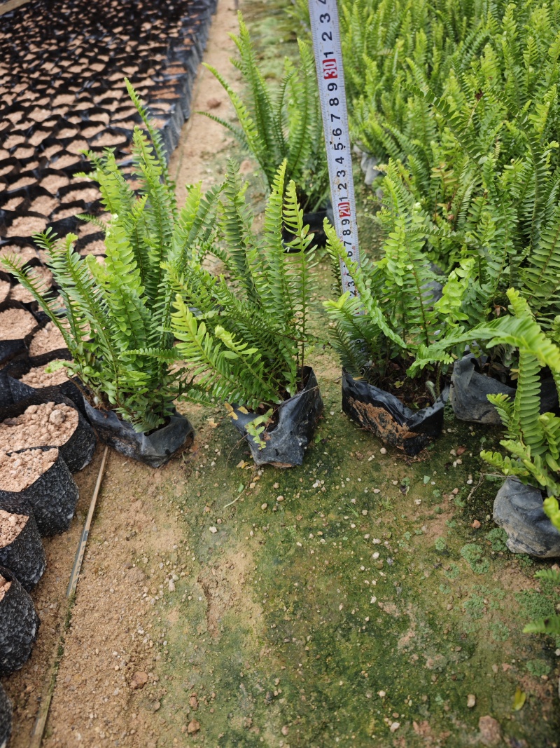 肾蕨高度20到25厘米福建漳州苗木基地