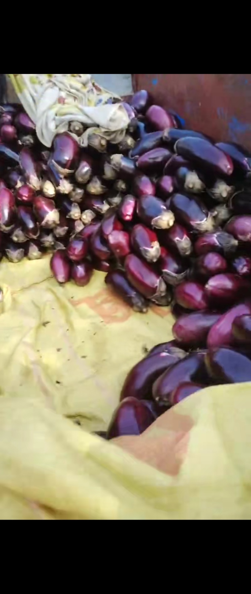 茄子园茄子🍆各种蔬菜需要的客商前来咨询