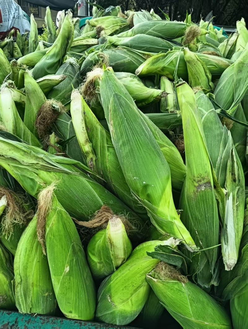 万糯白美玉黏玉米，花玉米，黄玉米