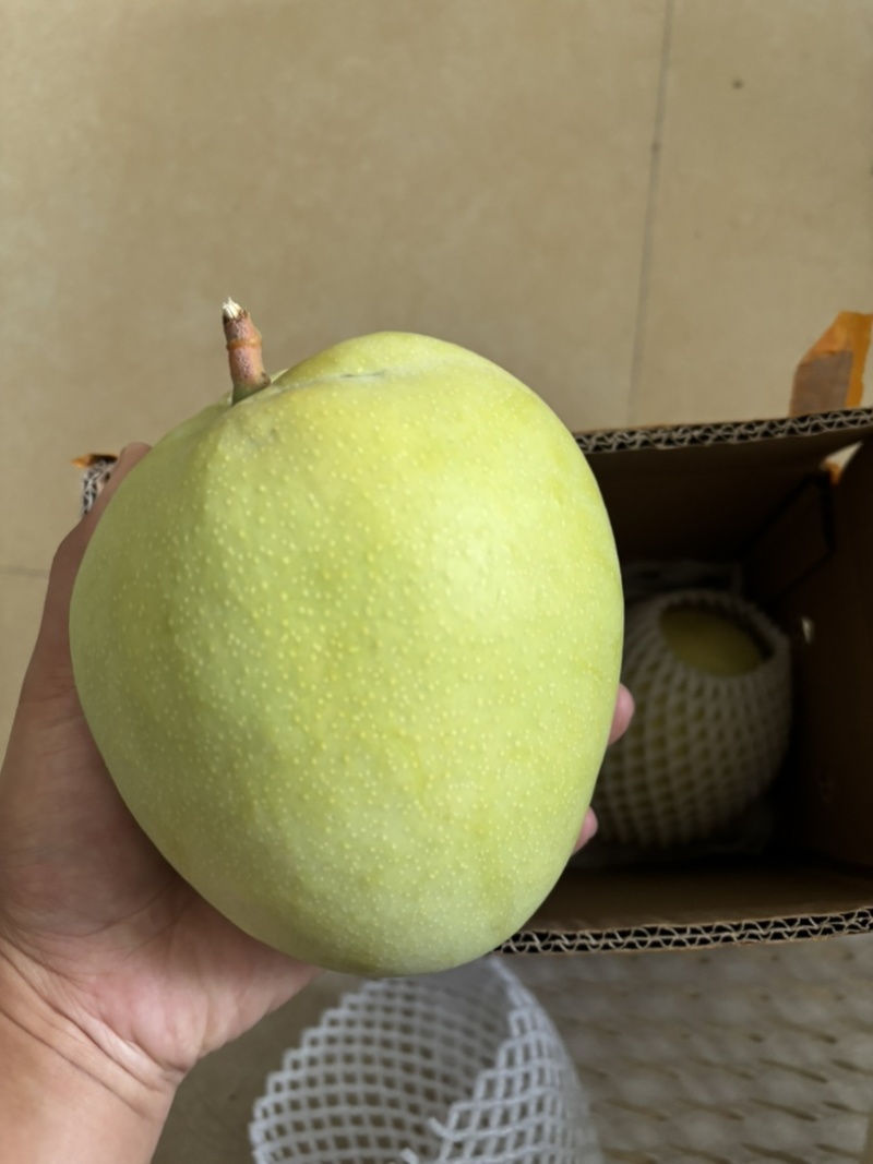 澳芒一件代发