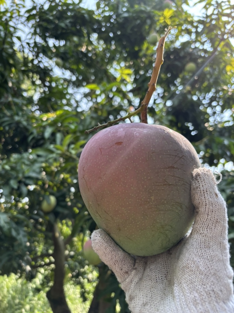 澳芒一件代发