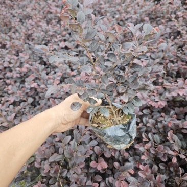 红花继木小苗红继木袋苗高度20到25厘米现货