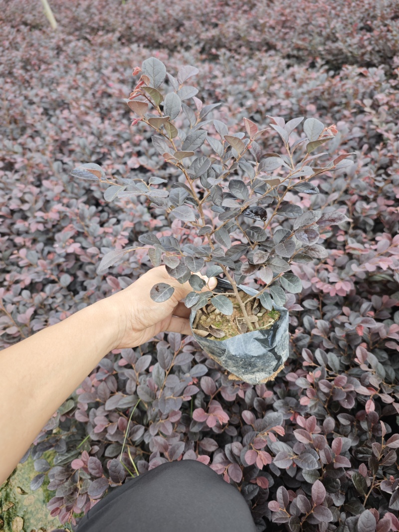 红花继木小苗红继木袋苗高度20到25厘米现货