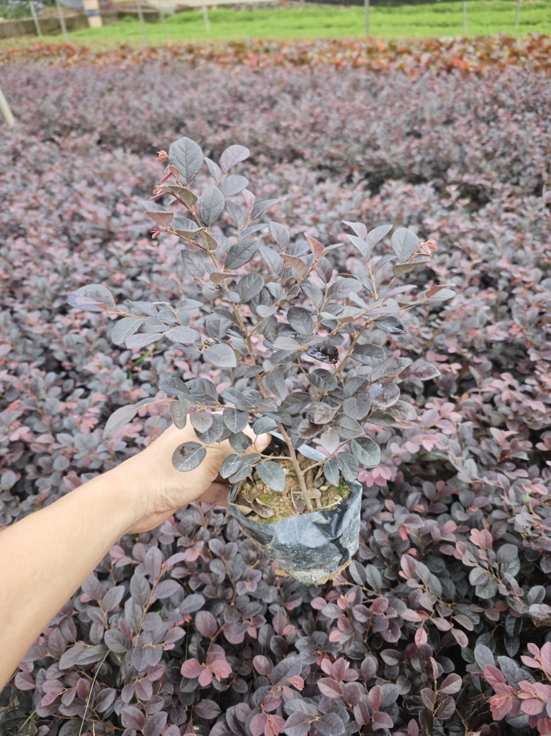 红花继木小苗红继木袋苗高度20到25厘米现货