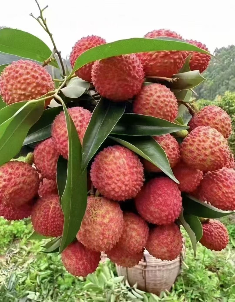 增城桂味自家果园荔枝上市了，欢迎各位订购