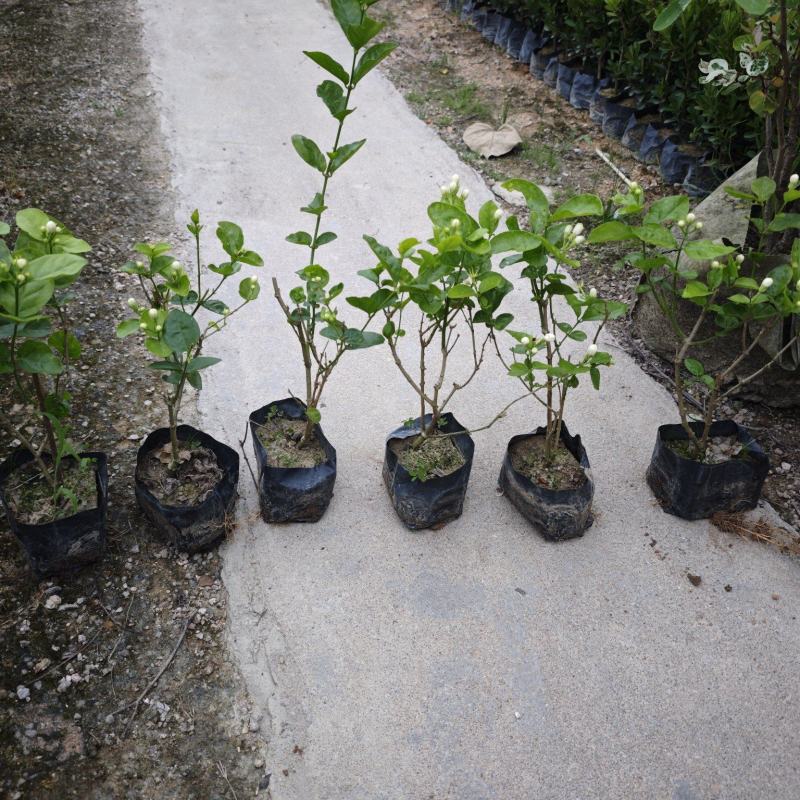 重瓣茉莉茉莉花高度20到25厘米福建漳州苗木基地现