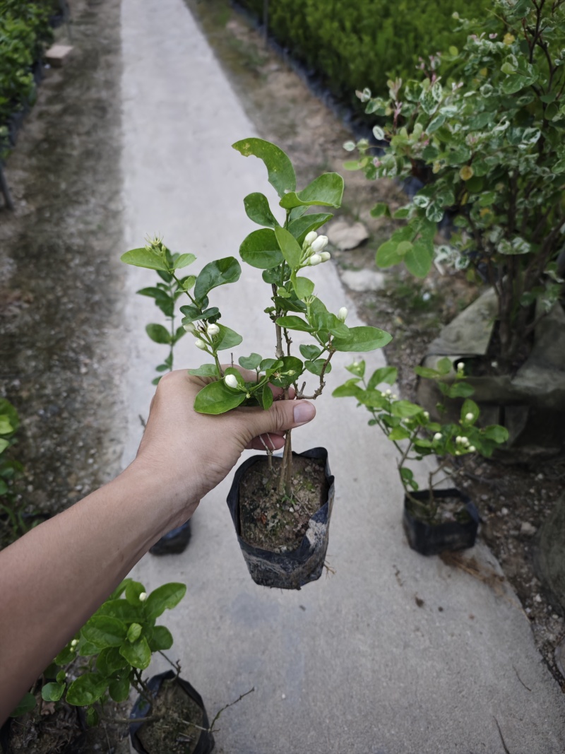 重瓣茉莉茉莉花高度20到25厘米福建漳州苗木基地现