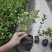 重瓣茉莉茉莉花高度20到25厘米福建漳州苗木基地现