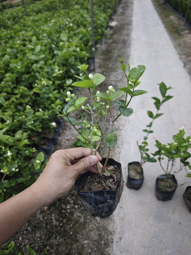 重瓣茉莉茉莉花高度20到25厘米福建漳州苗木基地现