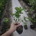 重瓣茉莉茉莉花高度20到25厘米福建漳州苗木基地现