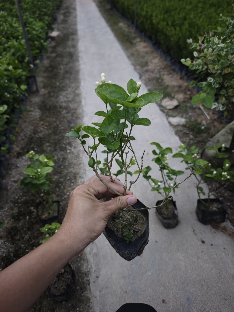 重瓣茉莉茉莉花高度20到25厘米福建漳州苗木基地现