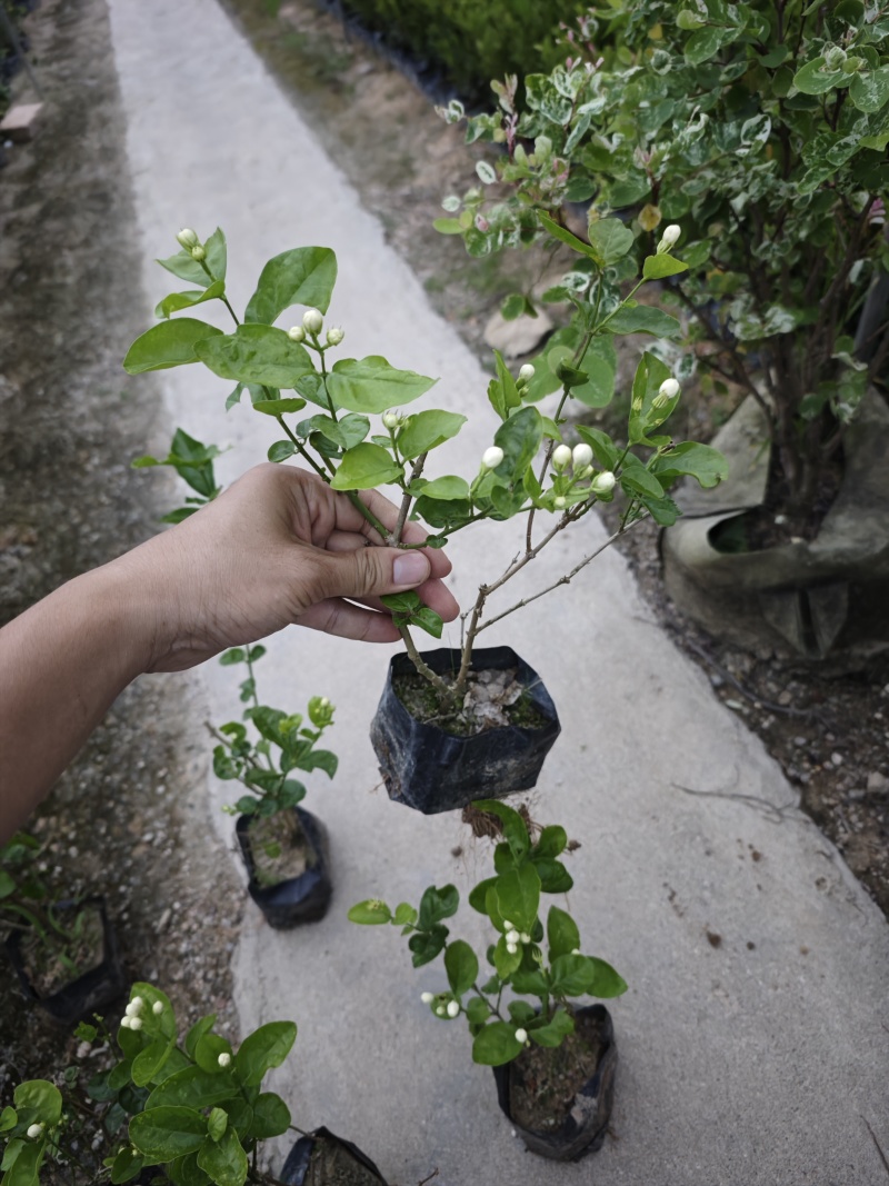 重瓣茉莉茉莉花高度20到25厘米福建漳州苗木基地现