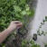 重瓣茉莉茉莉花高度20到25厘米福建漳州苗木基地现