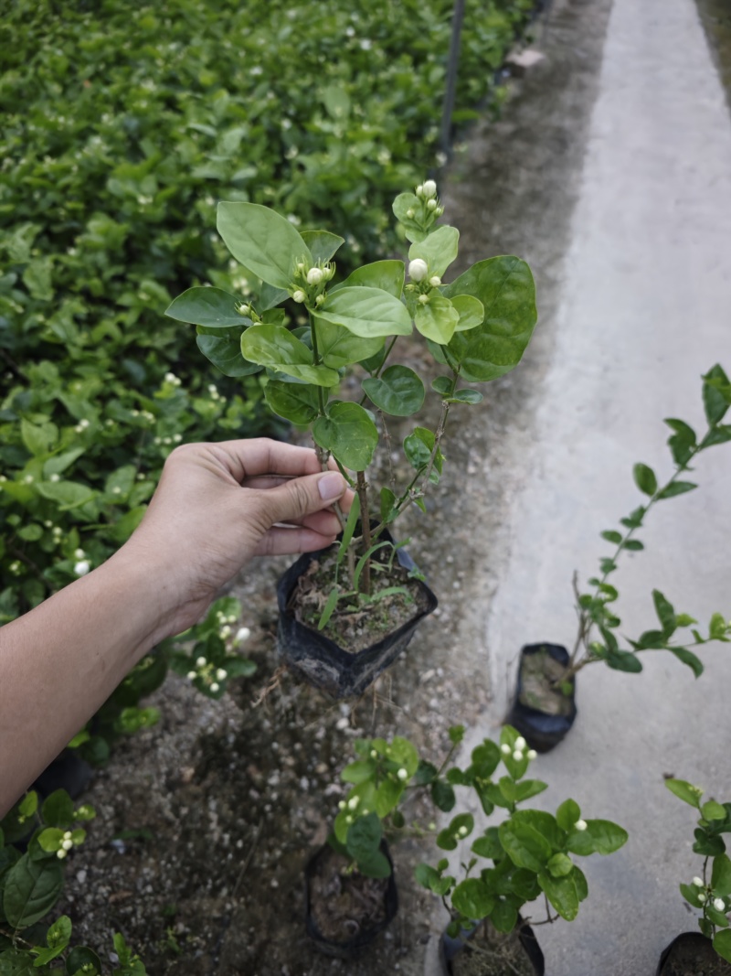 重瓣茉莉茉莉花高度20到25厘米福建漳州苗木基地现