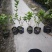 重瓣茉莉茉莉花高度20到25厘米福建漳州苗木基地现