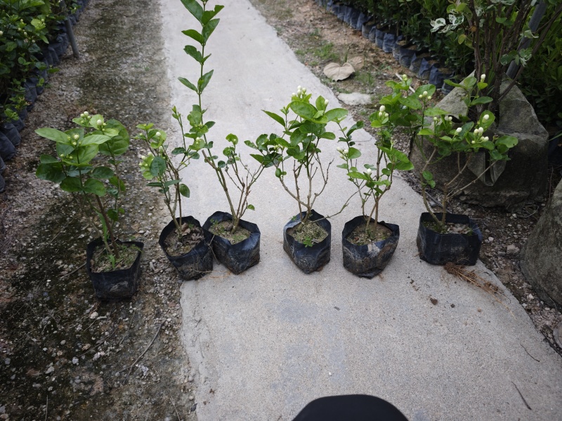 重瓣茉莉茉莉花高度20到25厘米福建漳州苗木基地现