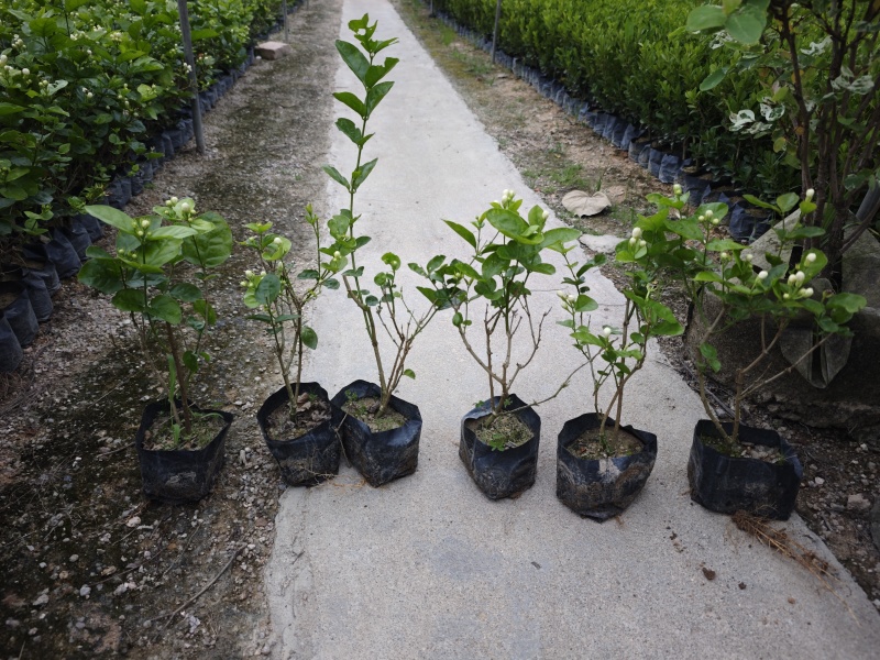 重瓣茉莉茉莉花高度20到25厘米福建漳州苗木基地现