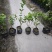 重瓣茉莉茉莉花高度20到25厘米福建漳州苗木基地现