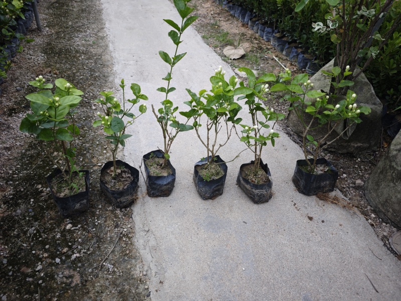 重瓣茉莉茉莉花高度20到25厘米福建漳州苗木基地现
