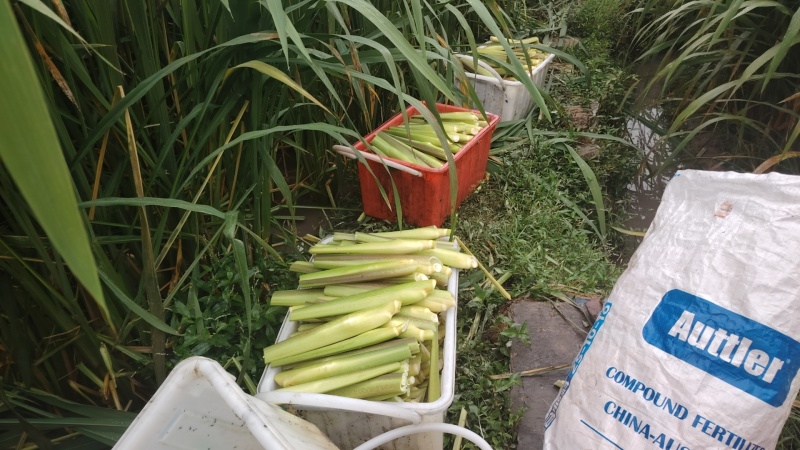 高山茭白