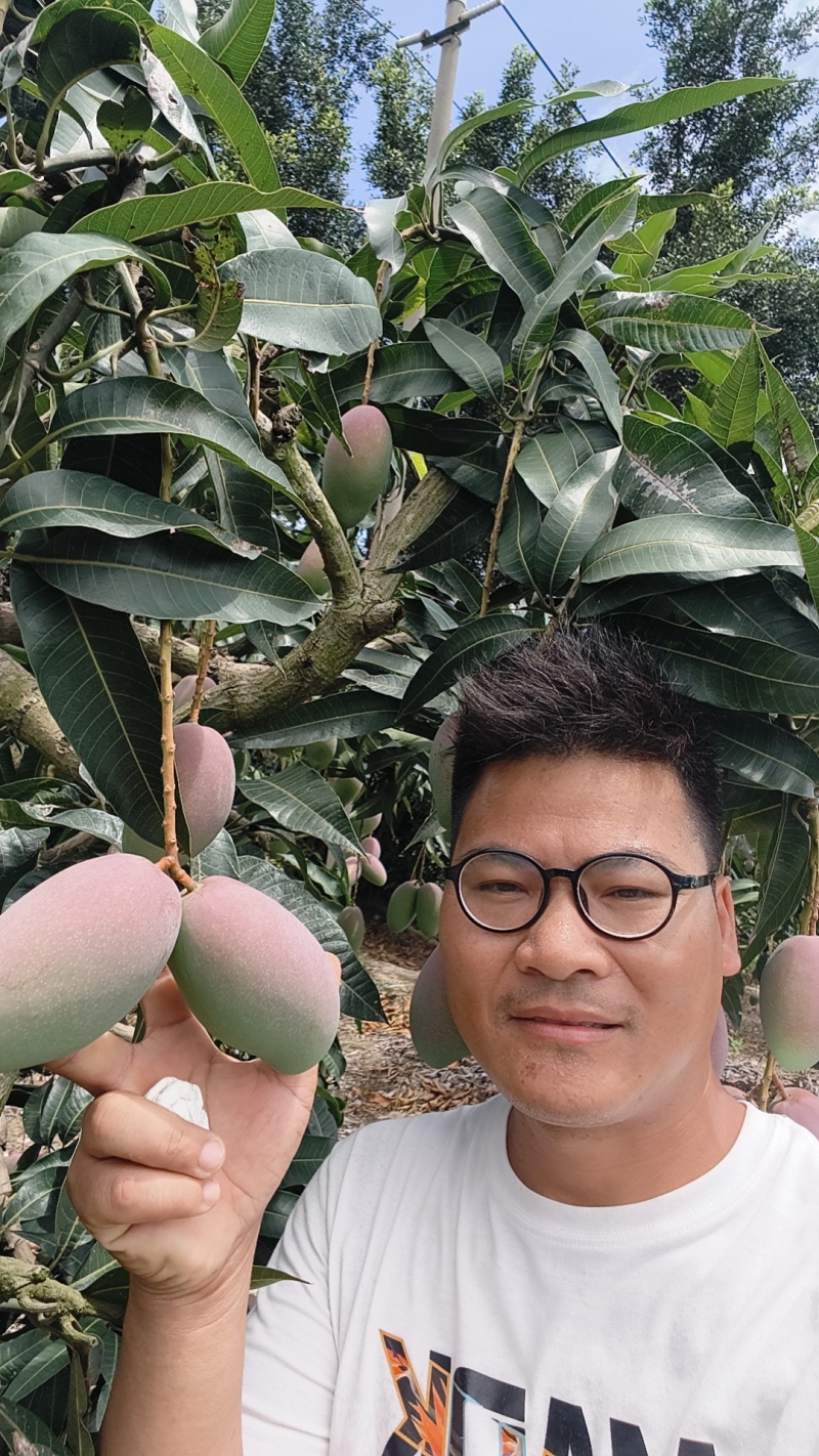 贵妃芒果一件代发，产地直销，批发代收