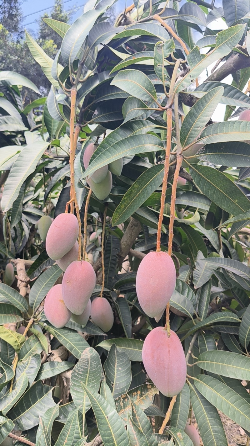 贵妃芒果一件代发，产地直销，批发代收
