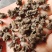 猫爪草水洗三遍干货2斤起包邮量大从优