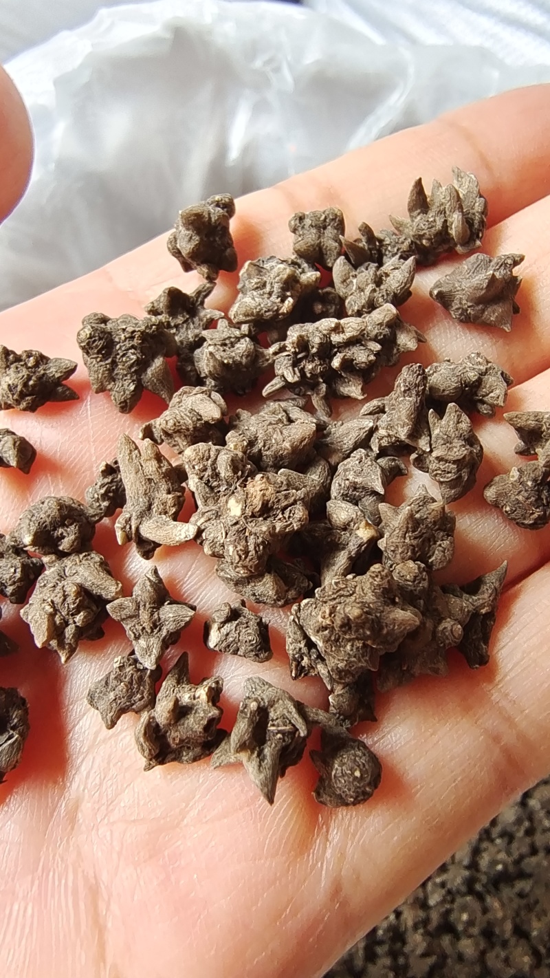 猫爪草水洗三遍干货2斤起包邮量大从优