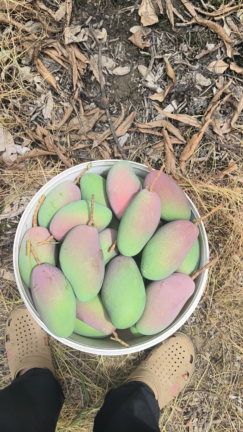 贵妃芒果一件代发，产地直销，批发代收