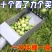 新款酸枣猛钢摘果器采果山枣柏树小枣工具摘枣采摘