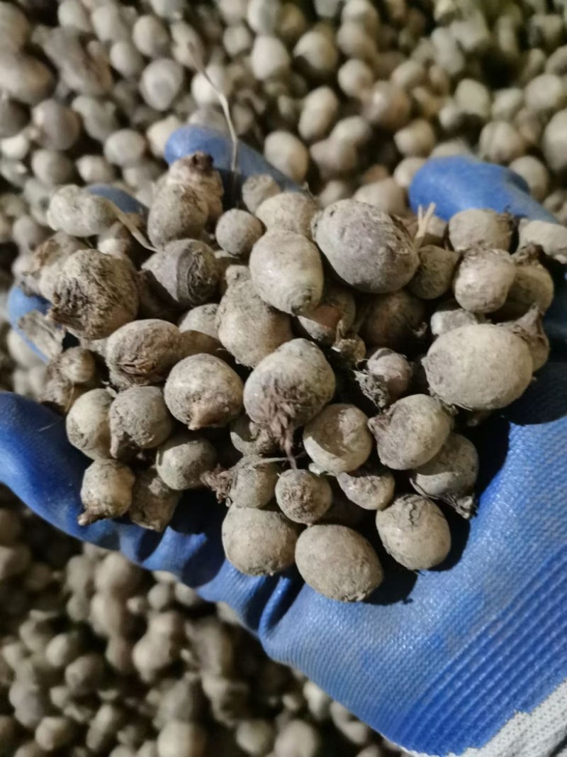 旱半夏种球