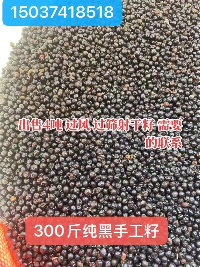 优质射干种子过风过筛干净无杂饱满
