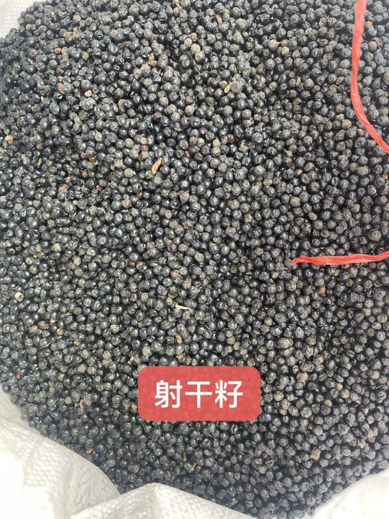 优质射干种子过风过筛干净无杂饱满