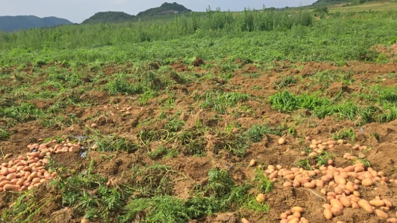 云南黄心土豆精品88黄心土豆货源充足量大从优常年供应