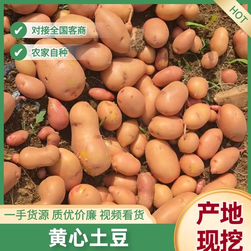 云南黄心土豆精品88黄心土豆货源充足量大从优常年供应