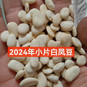 白凤豆