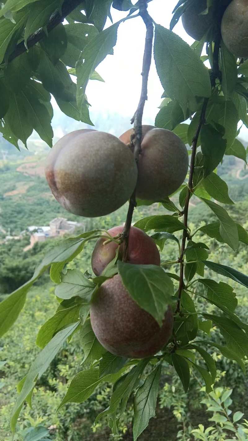 广西桂林三华李货充足品质保证代发全国