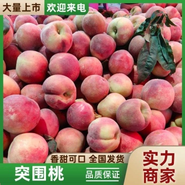 陕西省大荔突围毛桃大量上市，可大量供应市场，电商，商超