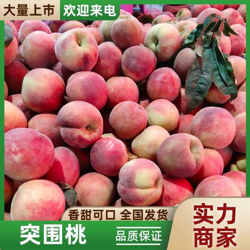 陕西省大荔突围毛桃大量上市，可大量供应市场，电商，商超