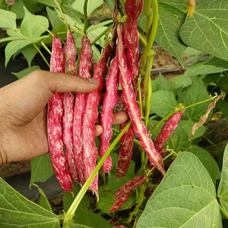 花扁豆，花架豆【四季豆-架豆】支持视频看货，可发往全国市场