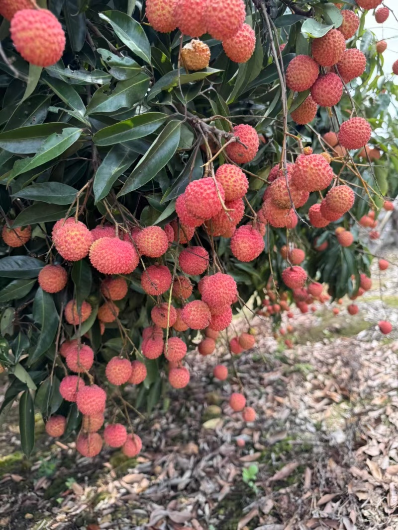 桂味荔枝基地直发一手货源品质保证价格美丽
