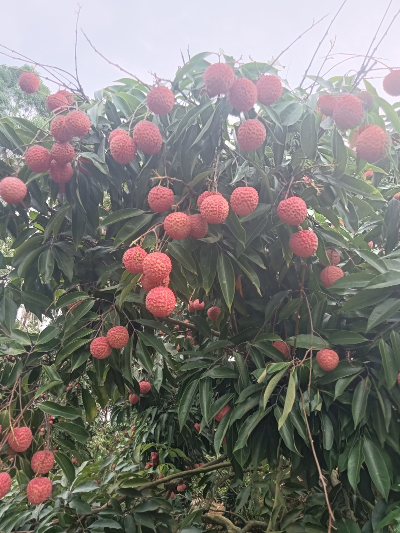 桂味荔枝基地直发一手货源品质保证价格美丽