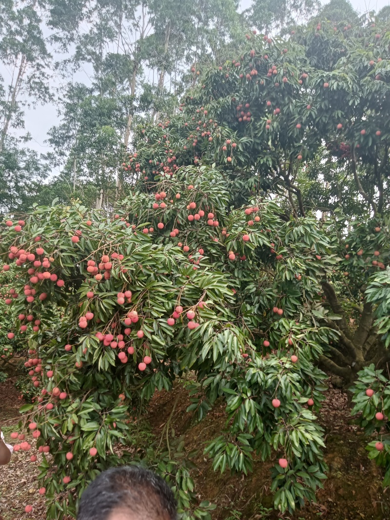 桂味荔枝基地直发一手货源品质保证价格美丽