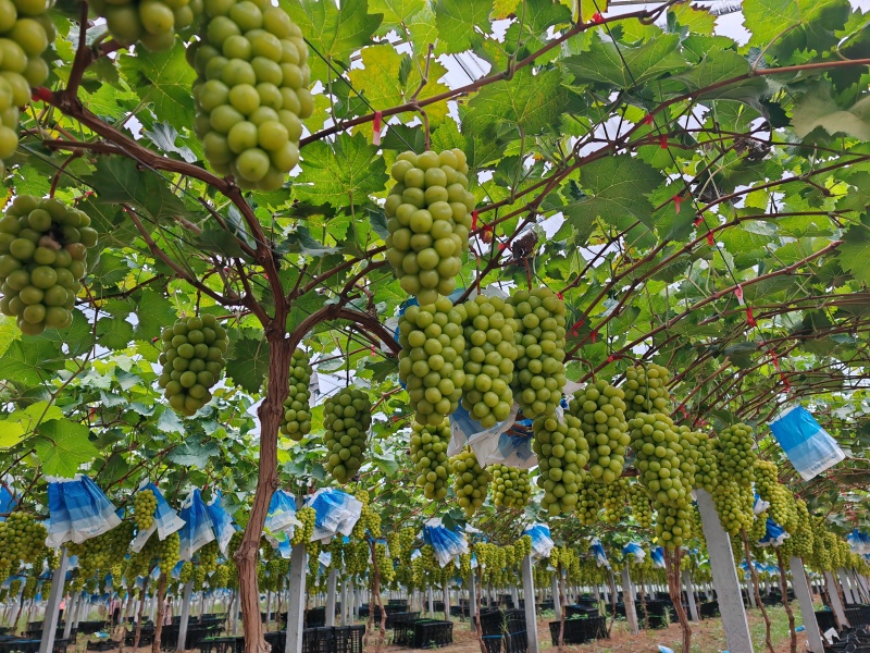 夏邑阳光玫瑰，底糖15+田头直采价格美丽