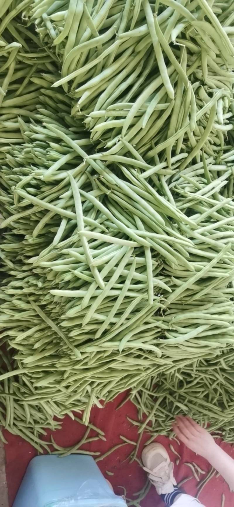 【量大优惠】湖北高山四季豆品质保障对接全国欢迎来电