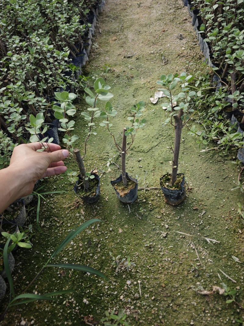 单叶蔓荆高度20到25厘米