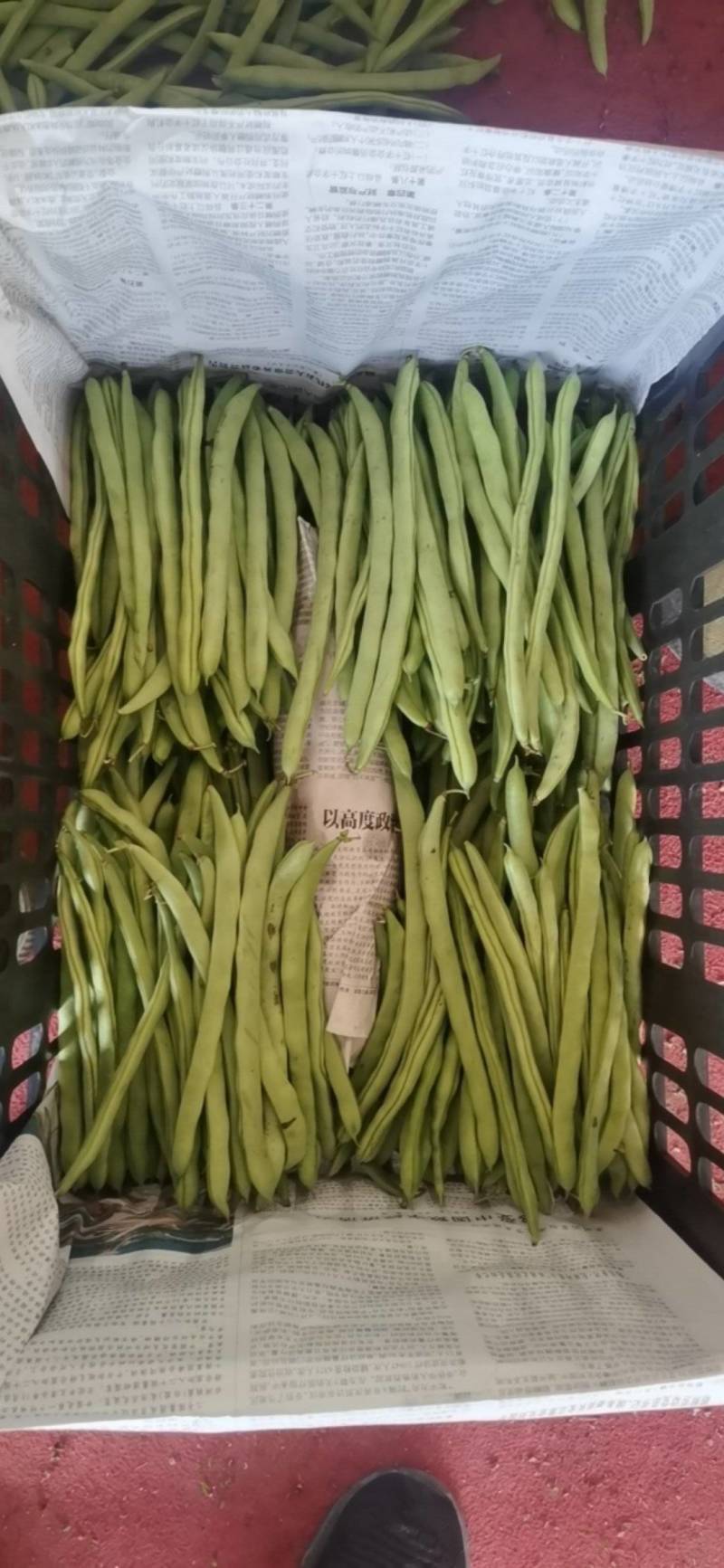 【量大优惠】湖北高山四季豆品质保障对接全国欢迎来电